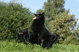 SCHIPPERKE 724